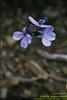 Flores del Paramo (16)